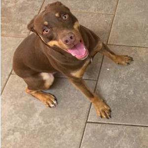 Image of Bounce, Lost Dog