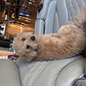 Image of Atticus, Lost Dog