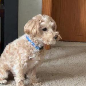 Image of Momo, Lost Dog