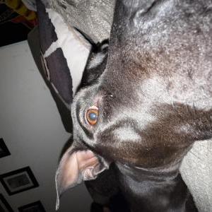 Lost Dog Luna