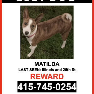 Lost Dog Matilda