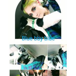 Image of Blue, Lost Dog