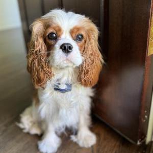 Lost 1 Hallie (TN)