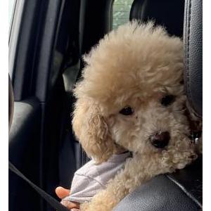 Image of Charleigh, Lost Dog