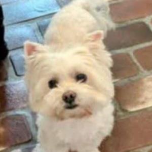 Image of Solomon  (Solly), Lost Dog