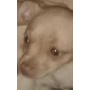 Lost Dog Tinkerbell