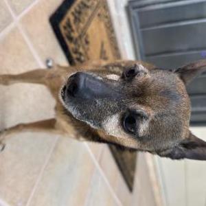 Found Dog unknown