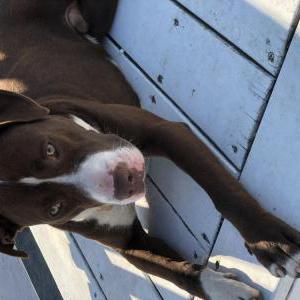 Image of Duke, Lost Dog