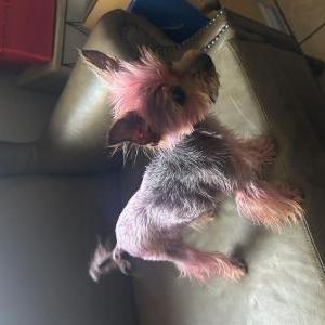Lost Dog lulu