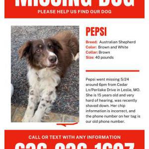 Image of Pepsi, Lost Dog