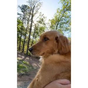 Image of Paisley, Lost Dog