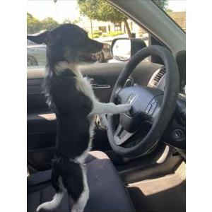 Lost Dog Minnie