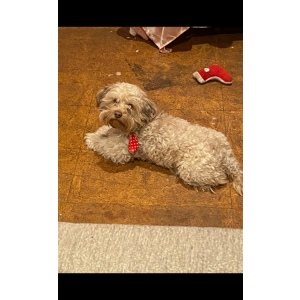 Lost Dog faye