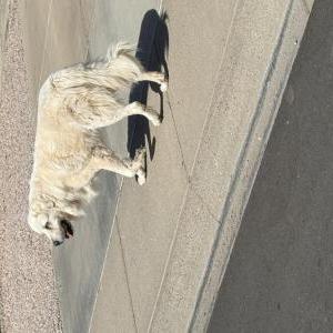 Image of Unknown, Found Dog
