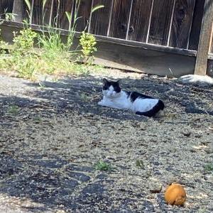 Image of unknown, Found Cat