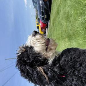 Image of CASHEW, Lost Dog