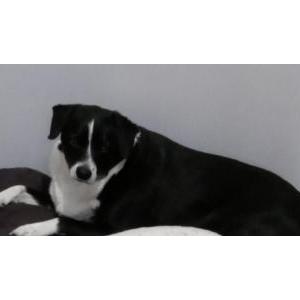 Lost Dog Dexter