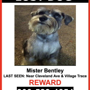 Lost Dog Mister Bentley