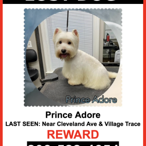 Image of Prince Adore, Lost Dog