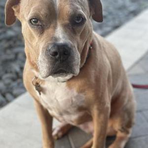 Image of Pepita, Lost Dog