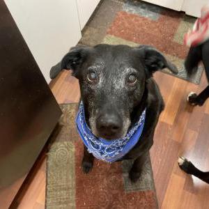 Image of Bogart, Lost Dog