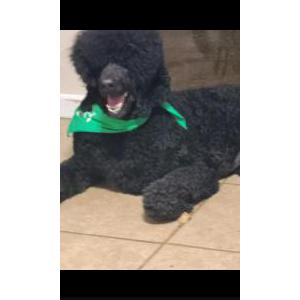 Image of RICX, Lost Dog
