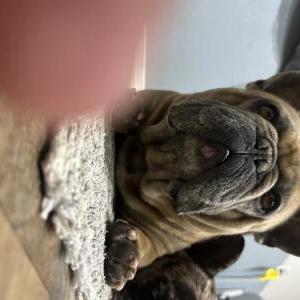 Image of Roly, Lost Dog