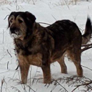 Image of Maggie, Lost Dog