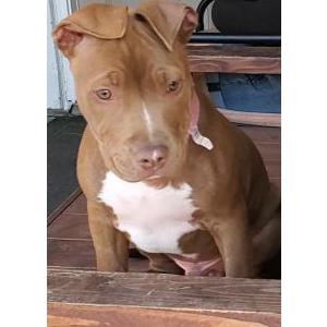 Lost Dog Papas/fatso