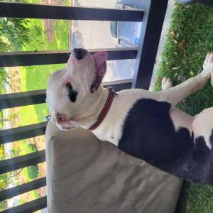 Lost Dog Unknown