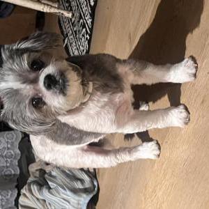 Image of Female Dog, Found Dog
