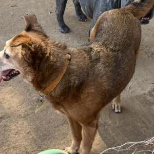 Lost Dog Shuta