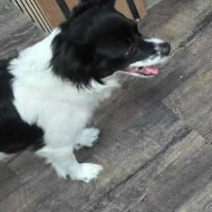 Image of Kiwi, Lost Dog