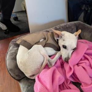 Lost Dog Sunny