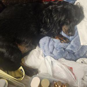 Image of Maggie, Lost Dog