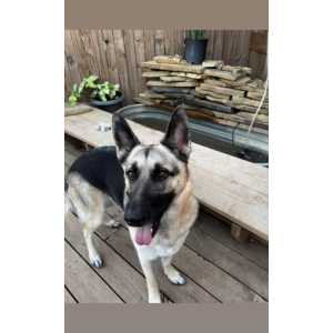 Image of Aria, Lost Dog