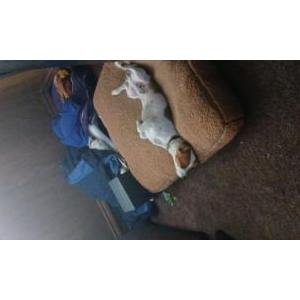 Image of Peanut, Lost Dog