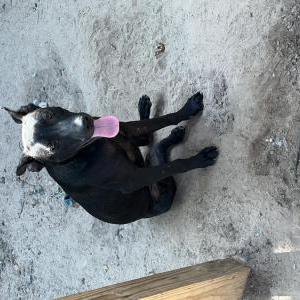 Image of Lobo mendoza, Lost Dog