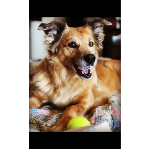 Image of Kameron, Lost Dog