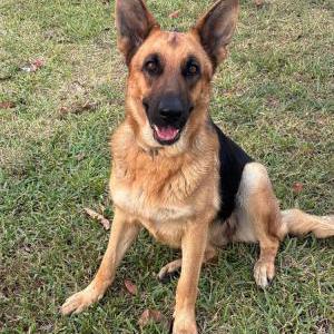 Image of Ginger, Lost Dog