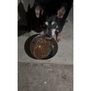 Lost Dog TT