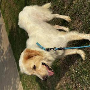 Image of Shakira, Found Dog