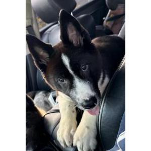 Lost Dog melo