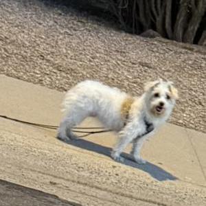 Image of unknown, Found Dog