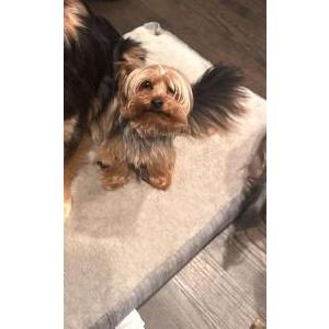 Lost Dog Titan