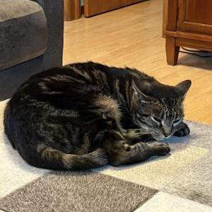 Image of Bocephus, Lost Cat