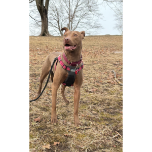 Lost Dog Elsie