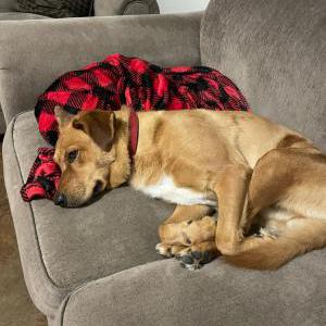 Image of Rex, Lost Dog
