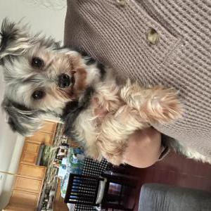 Lost Dog Mini