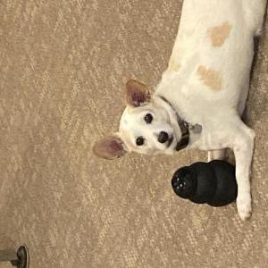 Image of Buster, Lost Dog